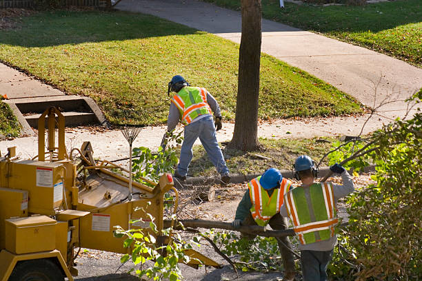 Dead Tree Removal in Labelle, FL